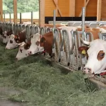 Séjour à la ferme Ferienbauernhof-holops Sankt Georgen im Schwarzwald