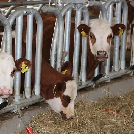 Ferienbauernhof-holops Bauernhof