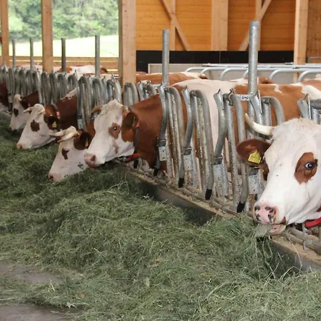 Bauernhof Ferienbauernhof-holops St. Georgen im Schwarzwald