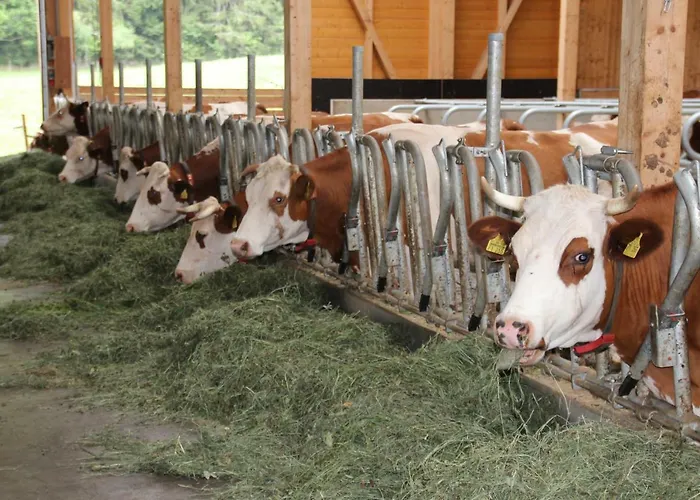 Lantgård Ferienbauernhof-holops Sankt Georgen im Schwarzwald